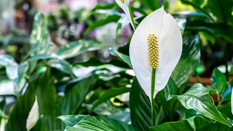 Peace Lilies 